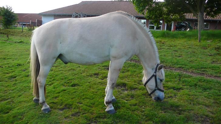 Fjordhest Nicolas Halsnæs. - Smukke nico !! (: billede 17
