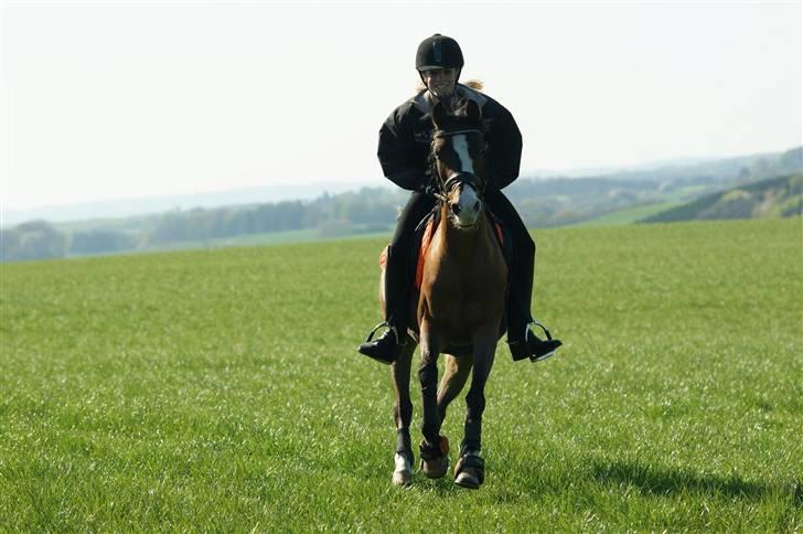 Hollandsk Sportspony Candy  - OVER DEJLIGE CANDY.   - 24 april 09 billede 19