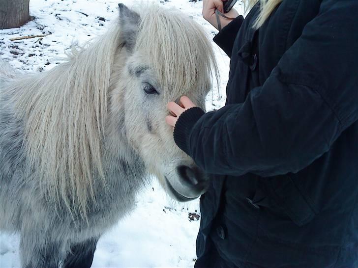 Shetlænder Ablace - Det er faktisk mig som nusser ham på dette billede xD Foto: Mia <3 billede 8