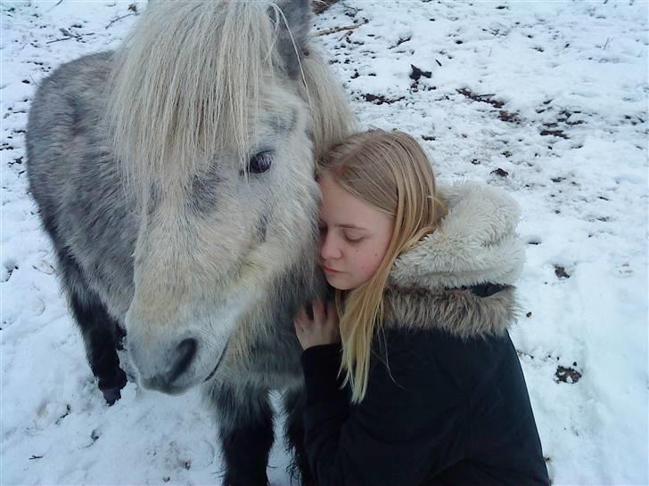 Shetlænder Ablace - En lille krammer til Ablace! Fotograf: Mia ;D billede 9