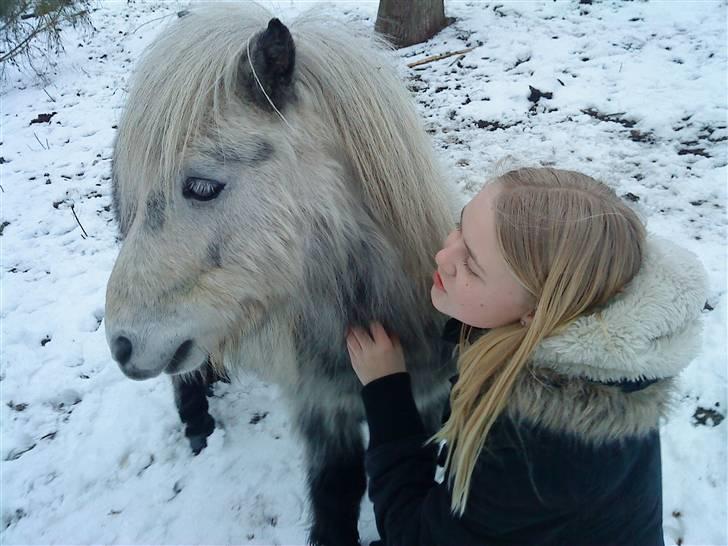 Shetlænder Ablace - Han er da bare lige den dejligste <3 Fotograf: Mia <3 billede 10
