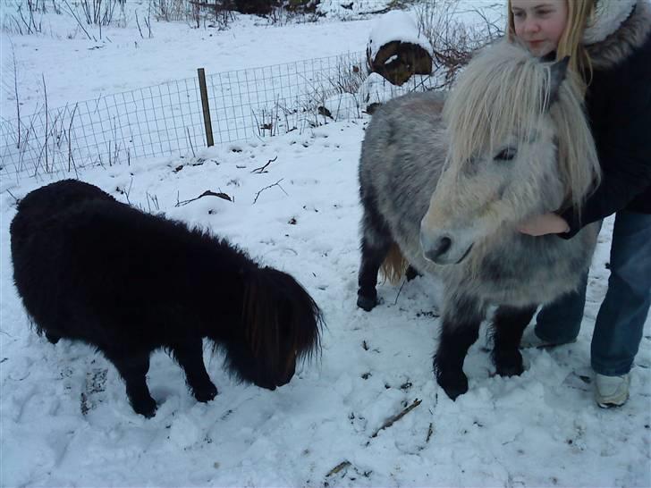 Shetlænder Ablace - Ablace ser totalt stor ud i forhold til Mauritz. Men det er han altså ikke xD Foto: Mia xD billede 11