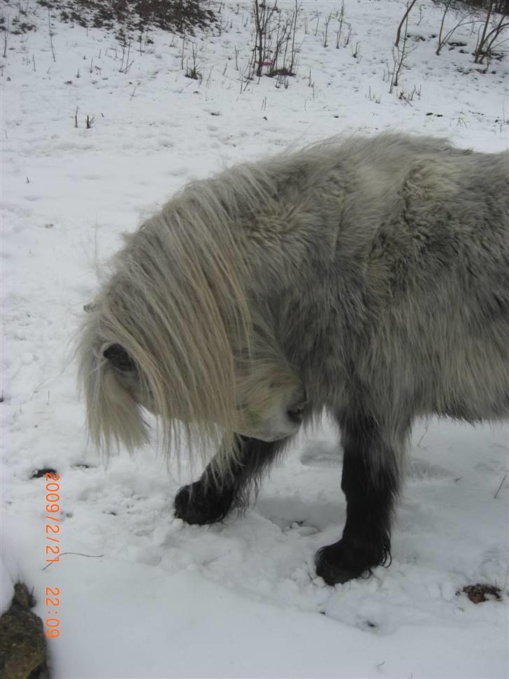 Shetlænder Ablace - My favorite picture xD Det ser SÅ fedt ud xD Foto: Miiiiig ;D billede 12