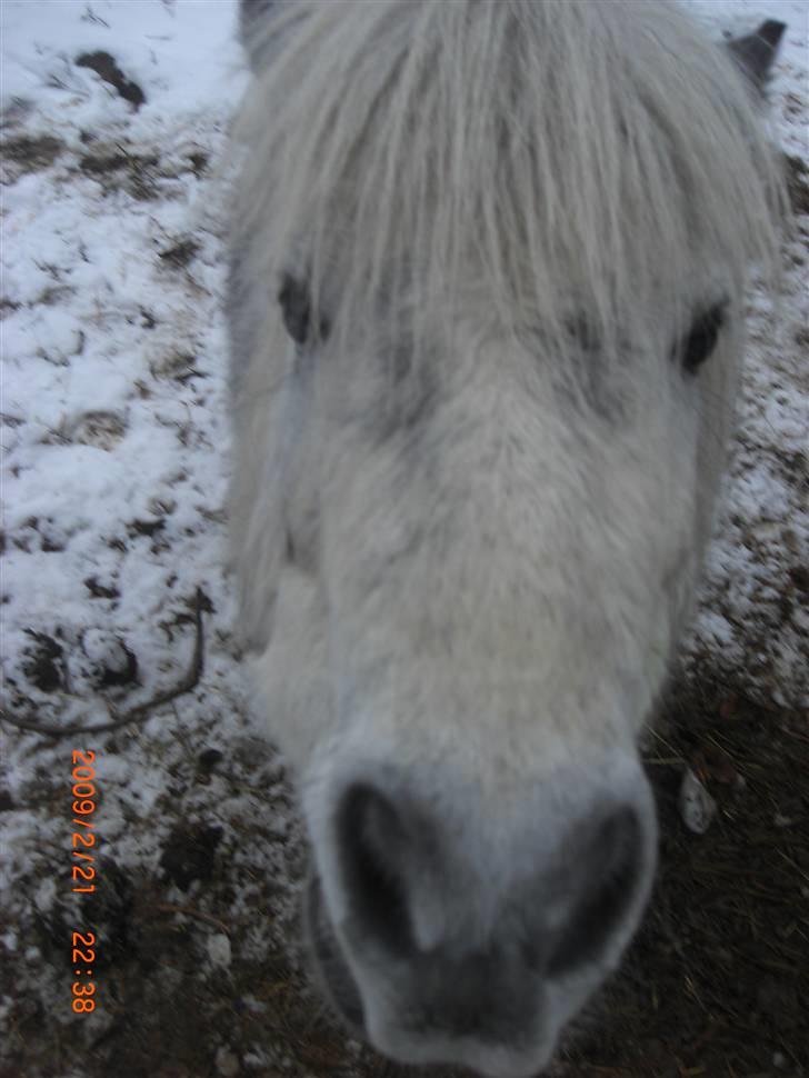 Shetlænder Ablace - Min lille pjuskepony xD Foto: Mig.. billede 13