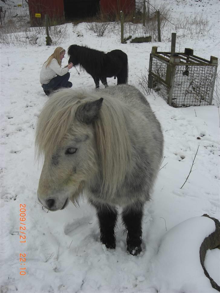 Shetlænder Ablace - Mia og Mauritz i baggrunden xD Han er så nuttet! Foto: Mich ;D billede 14