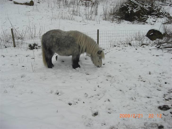 Shetlænder Ablace - Ablace i sne xD Fotograf: Mig. billede 17