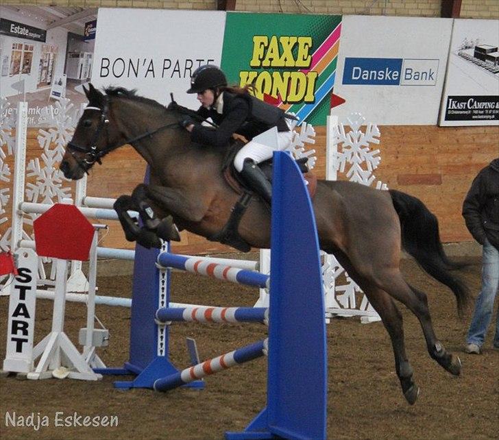 Anden særlig race Baloü B-pony<3 - Balou i Ikast <3 billede 10