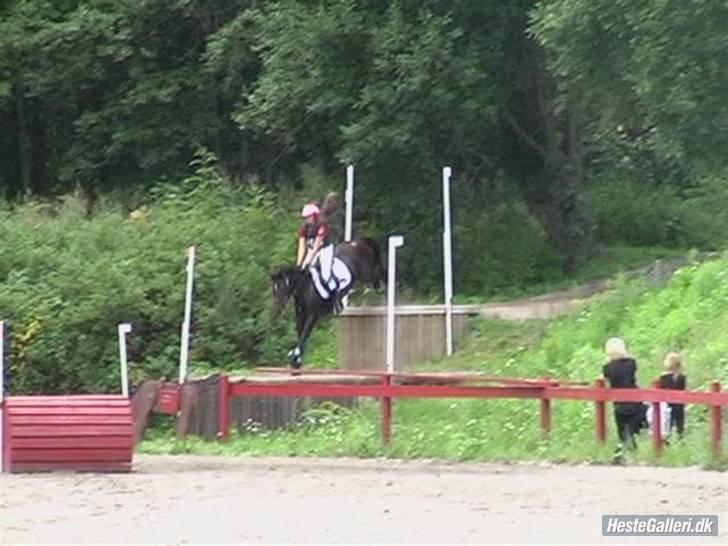 Anden særlig race Jessie A-pony - Solgt billede 15