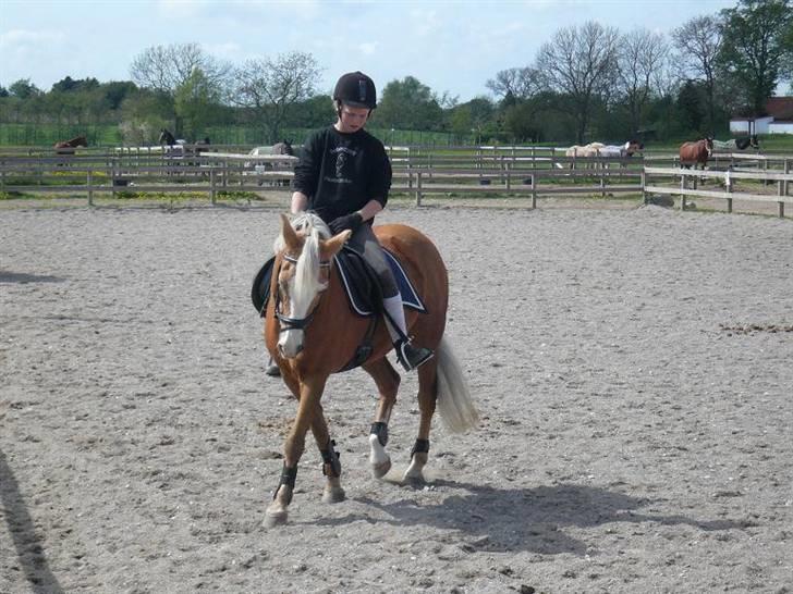 Hollandsk Sportspony  Calibra - solgt..RIP :-( - mig og calibra  billede 11