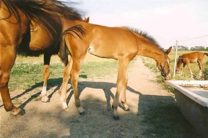 Dansk Varmblod † Fingon † RIP billede 4