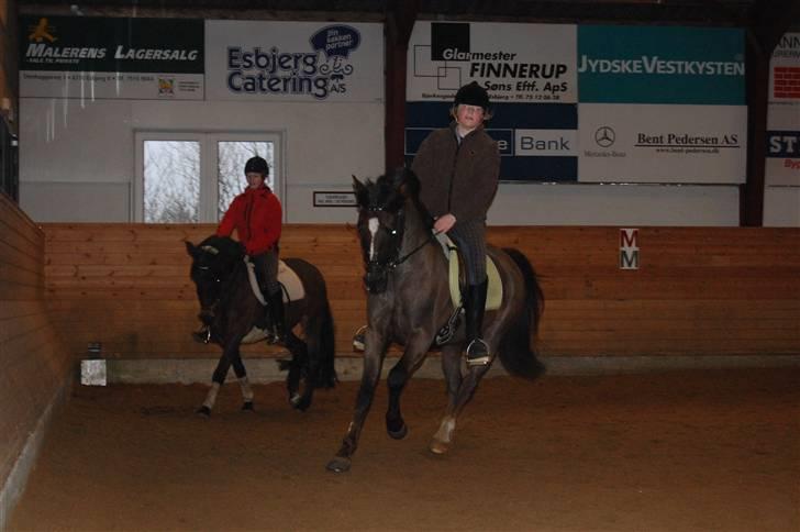 Hollandsk Sportspony Chico<3SAVN:'/ billede 19