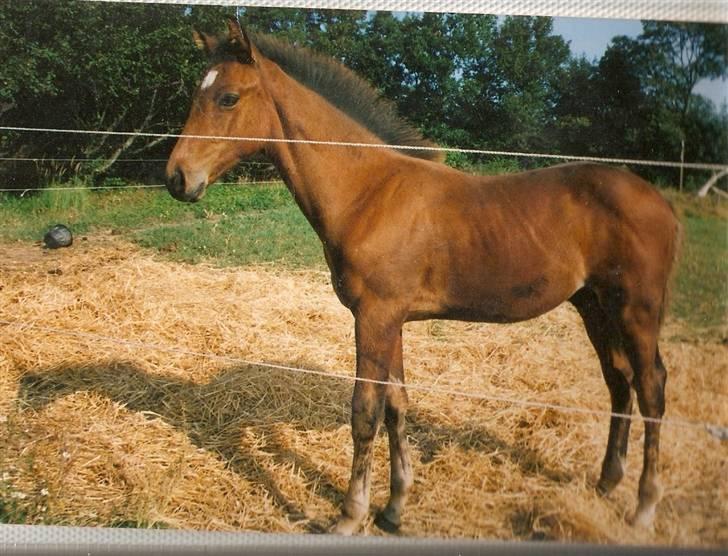 Dansk Varmblod † Fingon † RIP billede 5