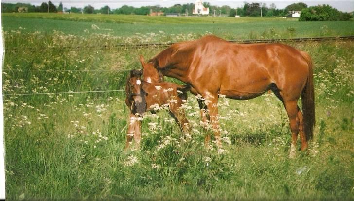 Dansk Varmblod † Fingon † RIP billede 6