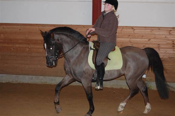 Hollandsk Sportspony Chico<3SAVN:'/ billede 20