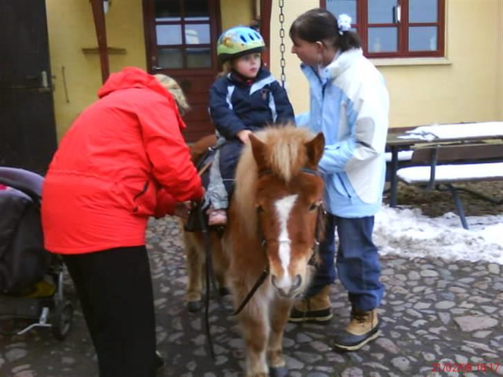 Shetlænder lady billede 1