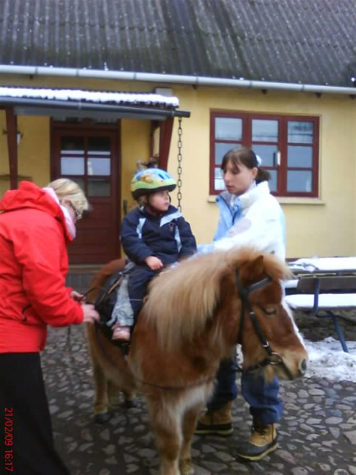 Shetlænder lady billede 2