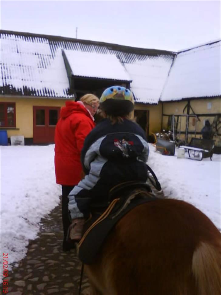 Shetlænder lady billede 3