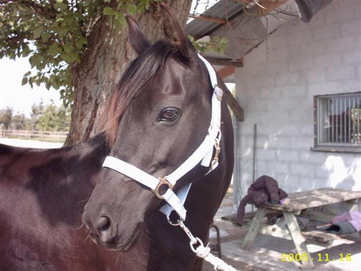 {{currentPhoto.altText}} billede {{currentPhoto.number}}