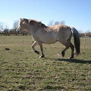Fjordhest Nørgaards Rexina