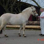 Fjordhest Cassidy Edlehave