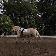 Fjordhest Cassidy Edlehave