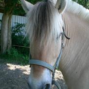 Fjordhest Mellon Vanima (Vani)