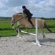 Fjordhest Mellon Vanima (Vani)