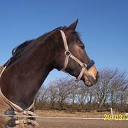 Dansk Varmblod Columbine AFLIVET