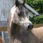 Sportsaraber (A) Charleston