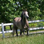 Sportsaraber (A) Charleston