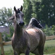 Sportsaraber (A) Charleston