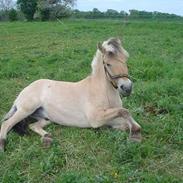 Fjordhest dante stanstorp