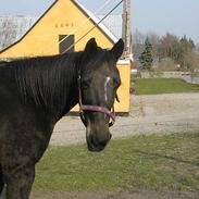 Fuldblod (XX) moonlight