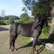 New Forest Miss Dixie - SOLGT-
