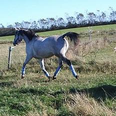 Arabisk fuldblod (OX) Pashas EnaYa OX R.I.P.