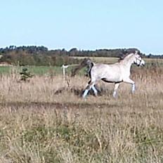 Arabisk fuldblod (OX) Pashas EnaYa OX R.I.P.