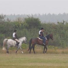 Arabisk fuldblod (OX) *solgt* extream Lady