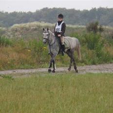 Arabisk fuldblod (OX) *solgt* extream Lady