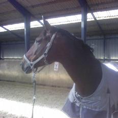 Anden særlig race Christiansmineds Medley