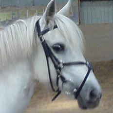 Anden særlig race Sabell