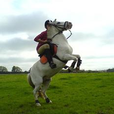 Shetlænder Miss Musse