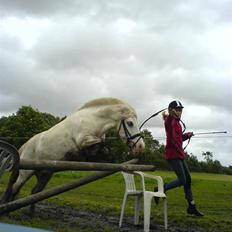 Shetlænder Miss Musse