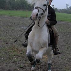 Shetlænder Miss Musse