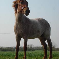 Anden særlig race Rozita