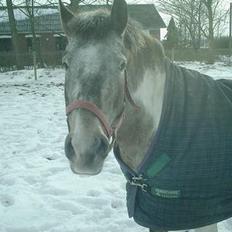 Anden særlig race Schuppy Doo *solgt*