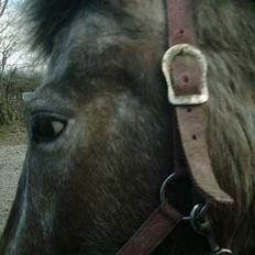 Anden særlig race Schuppy Doo *solgt*