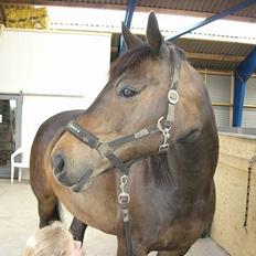 Dansk Varmblod Columbine AFLIVET