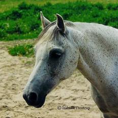 Welsh Pony (sec B) *Laithe Hill Gala* R.I.P.