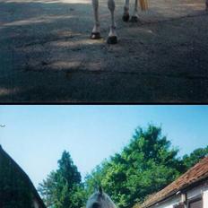 Welsh Pony (sec B) *Laithe Hill Gala* R.I.P.