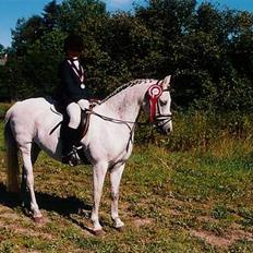 Welsh Pony (sec B) *Laithe Hill Gala* R.I.P.